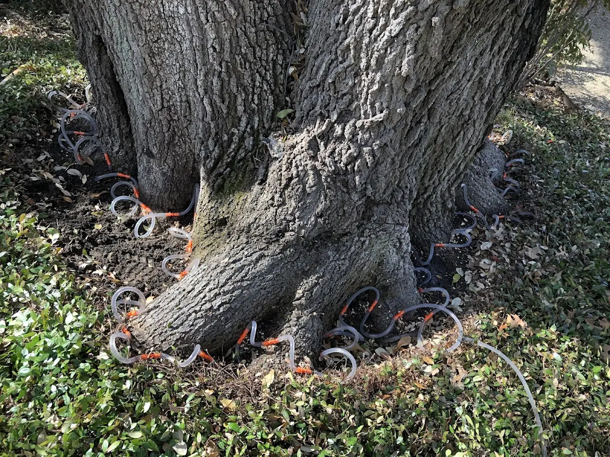 Detailed Tree Cabling and Bracing job site in Griswold